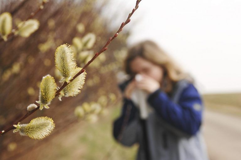 Nahaufnahme von Weidenkätzchen an einem Zweig im Frühling, unscharf im Hintergrund eine Person mit Kamera