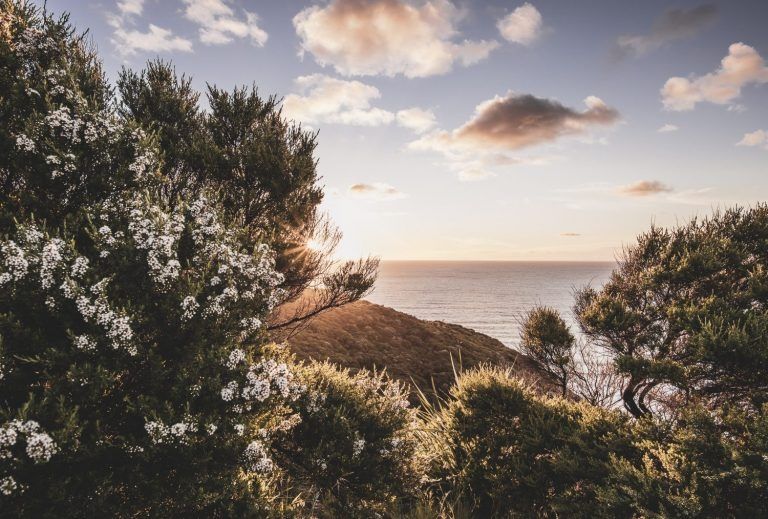 Sonnenuntergang über dem Meer mit blühenden Büschen im Vordergrund und bewölktem Himmel