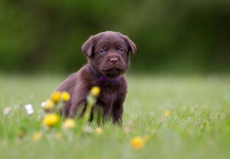 Brauner Labradorwelpe sitzt auf einer Wiese mit gelben Blumen, unscharfer grüner Hintergrund