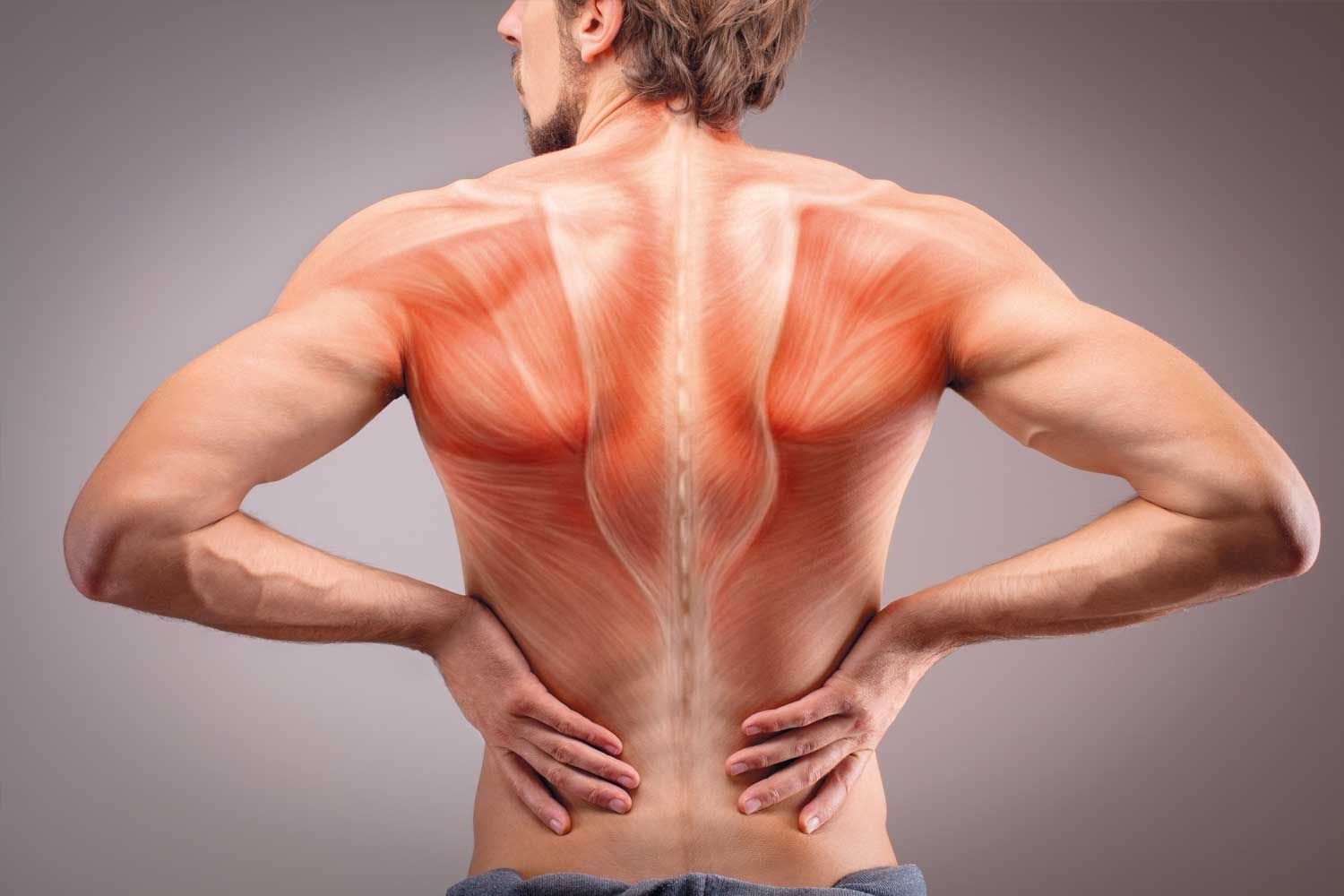 Rückansicht eines muskulösen Mannes mit freiem Oberkörper, der sich mit beiden Händen an den unteren Rücken fasst. Über dem Rücken ist eine anatomische Darstellung der Rückenmuskulatur eingeblendet.