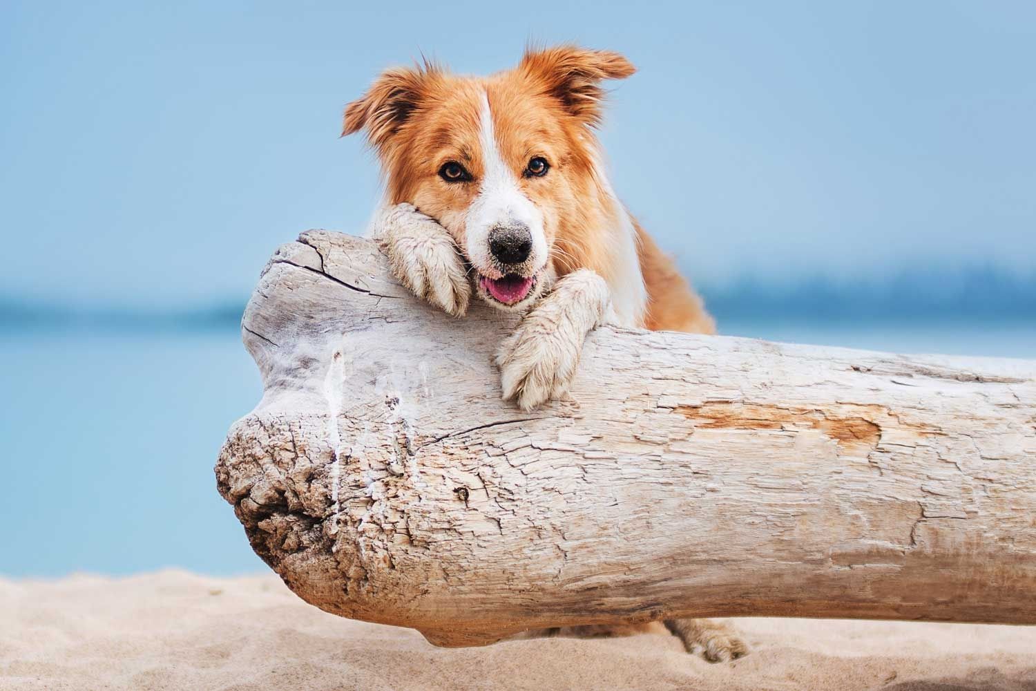 Braun-weißer Hund liegt mit den Vorderpfoten und dem Kopf auf einem großen Treibholzstamm am Sandstrand. Der Hund hat Sand an Schnauze und Pfoten, schaut aufmerksam und wirkt entspannt. Im Hintergrund ist ein ruhiges Gewässer zu sehen.