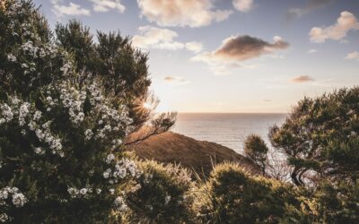 Manuka – Ein Myrtengewächs als Superfood.