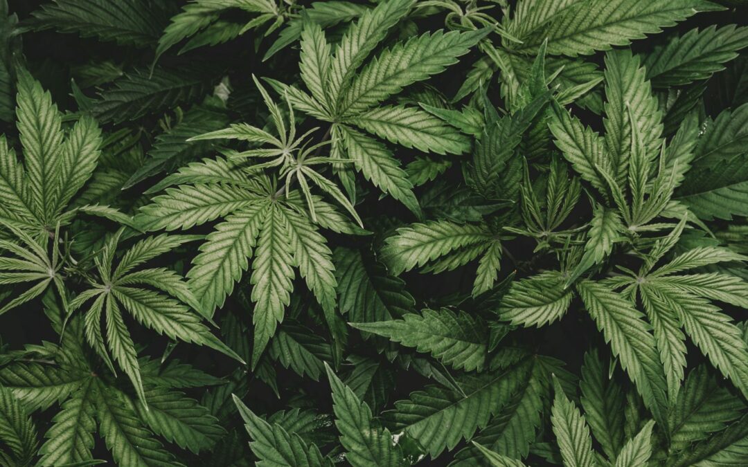 Hanf – Cannabis – Sativa